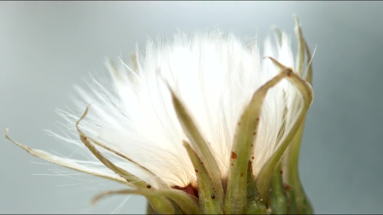 Stock Video Dandelion Opening Time Lapse Live Wallpaper For PC - Free Download