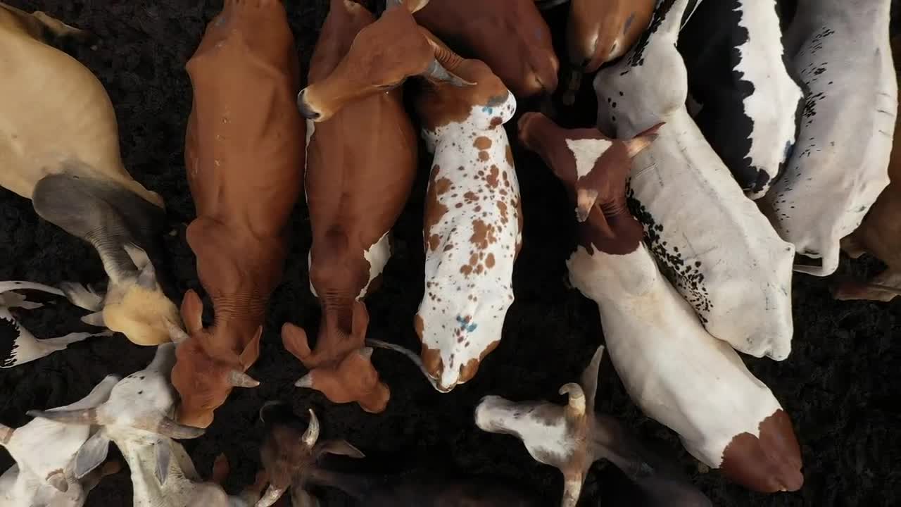 Stock Video Group Of Cows In A Muddy Field Live Wallpaper For PC - Free Download