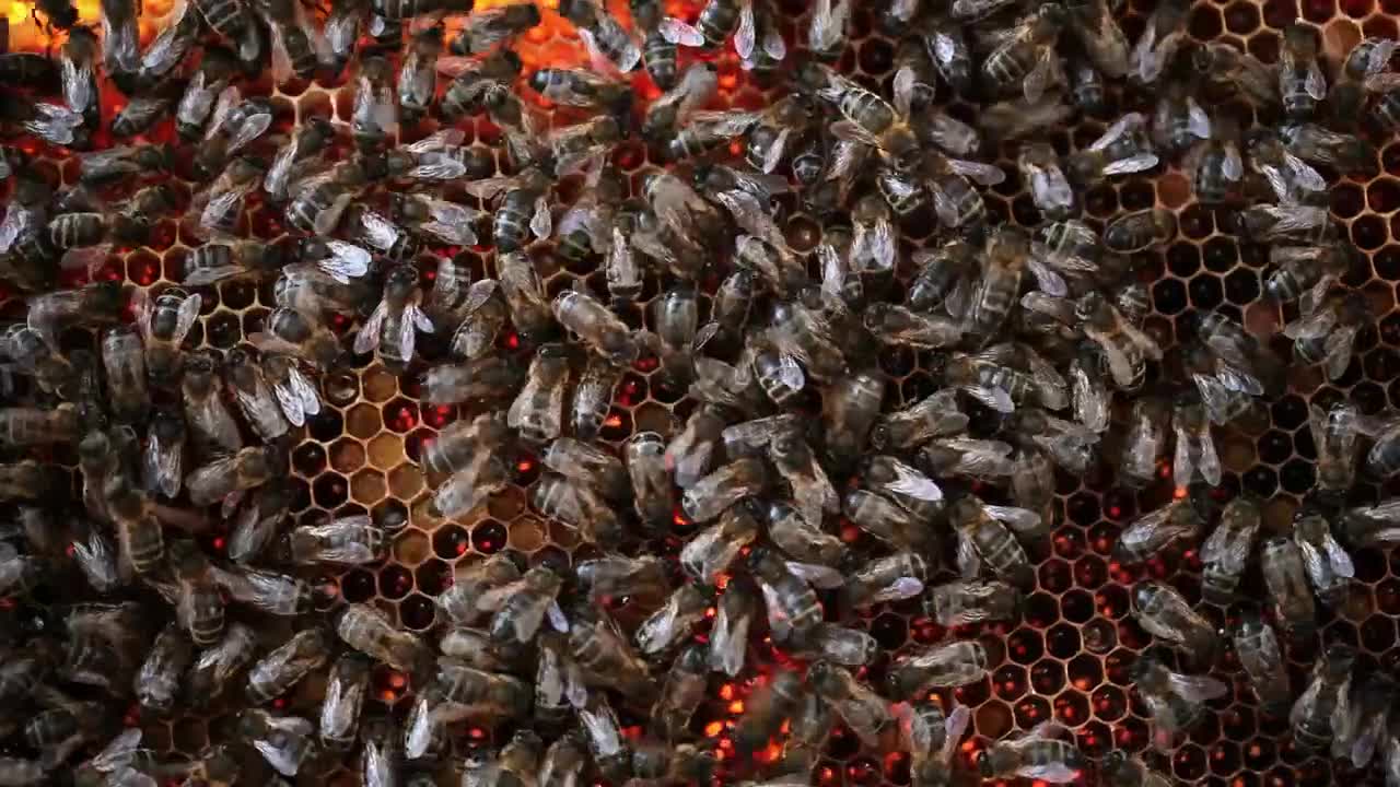 Stock Video Honeycomb Full Of Bees Animated Wallpaper - Free Download