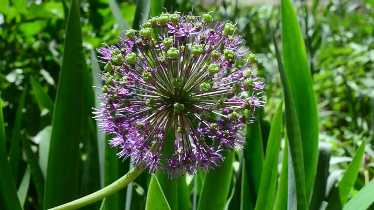 Stock Video Flower Growing Within Tall Grass Live Wallpaper For PC - Free Download