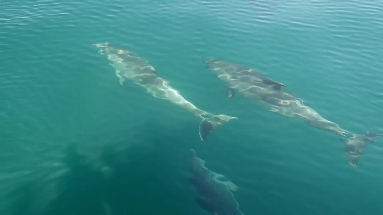 Stock Video Dolphins Swimming In Front Of A Boat Live Wallpaper For PC - Free Download