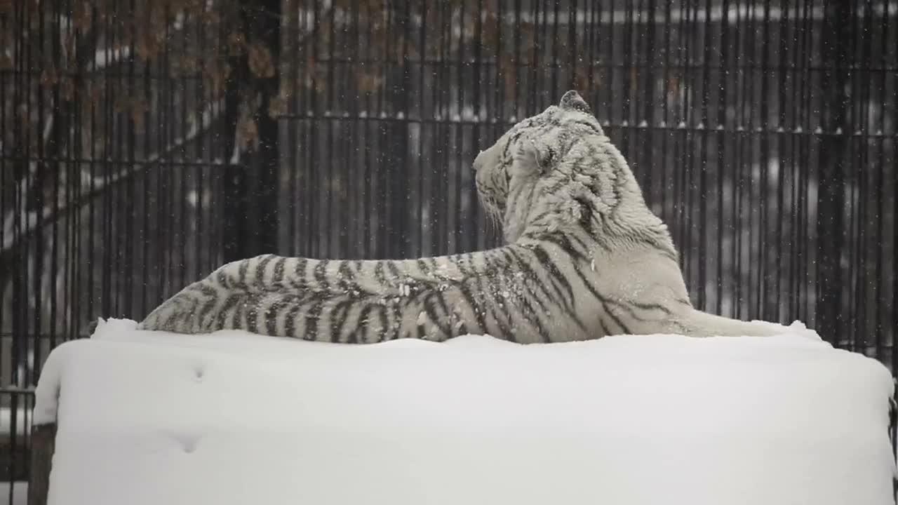 Stock Footage White Tiger Laying In The Snow Live Wallpaper - Free Download