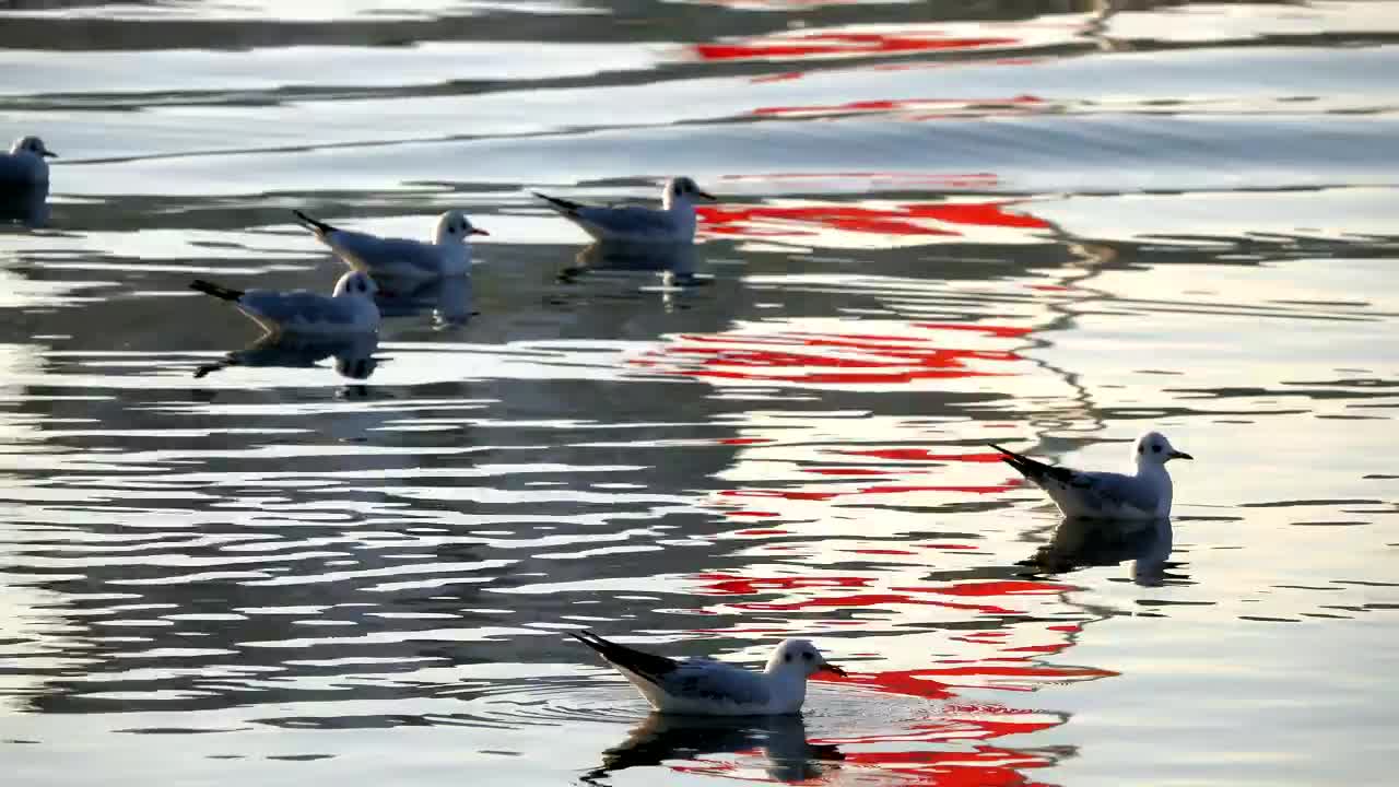 Free Stock Video Seagulls Resting In The Water Live Wallpaper - Free Download