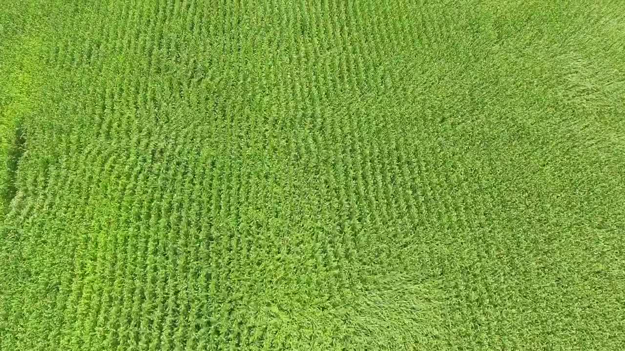 Stock Video Corn Fields On A Sunny Day Moving With The Wind Live Wallpaper For PC - Free Download