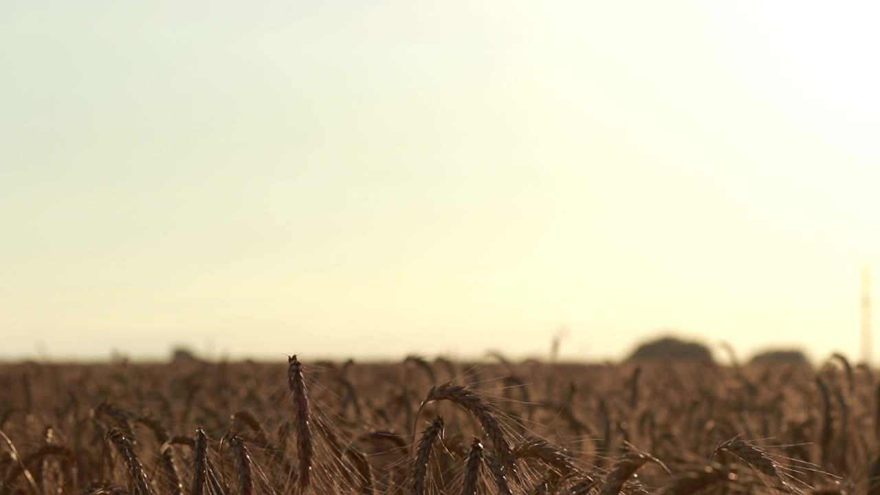 Stock Video Couple Walking Together In A Wheat Field Live Wallpaper For PC - Free Download