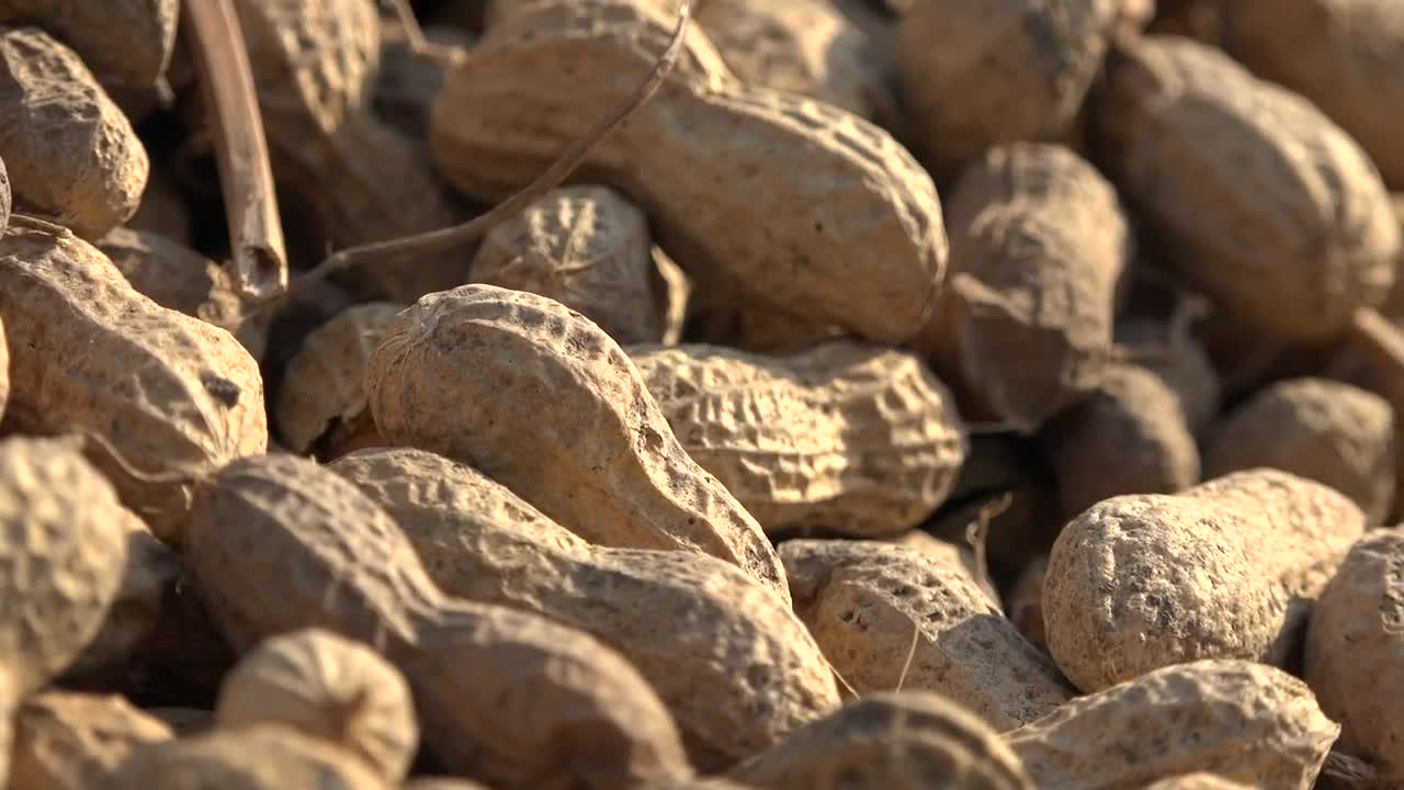 Stock Video Peanuts Close Up Live Wallpaper - Free Download