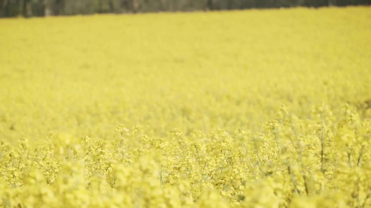Stock Video Crops Blowing In The Breeze Live Wallpaper For PC - Free Download