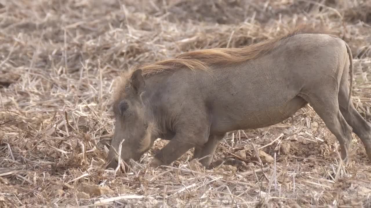 Stock Footage Warthog Digging For Food Live Wallpaper - Free Download