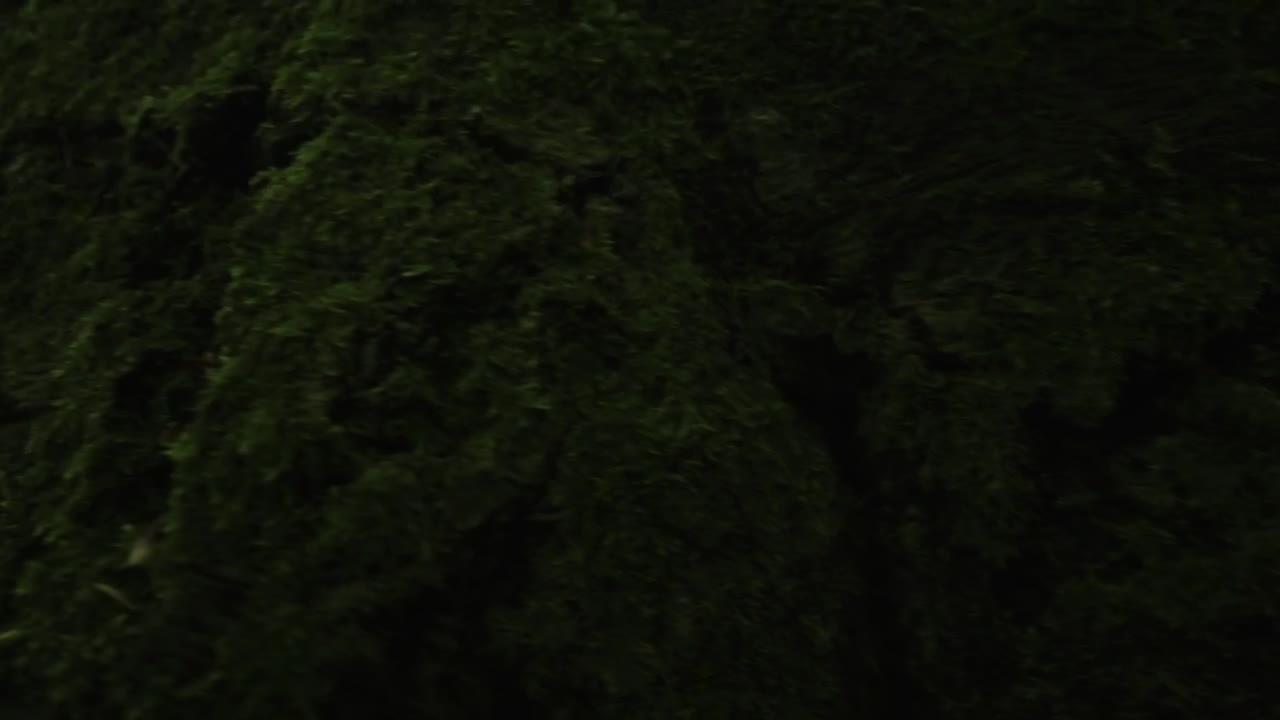 Stock Video Deer Looking At The Camera Live Wallpaper For PC - Free Download