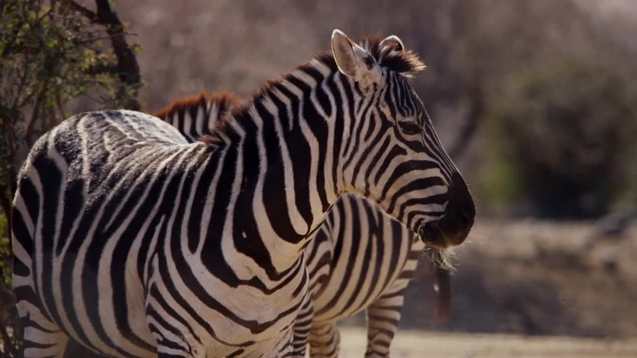 Free Stock Video Zebras Sunbathing In The Desert Live Wallpaper - Free Download