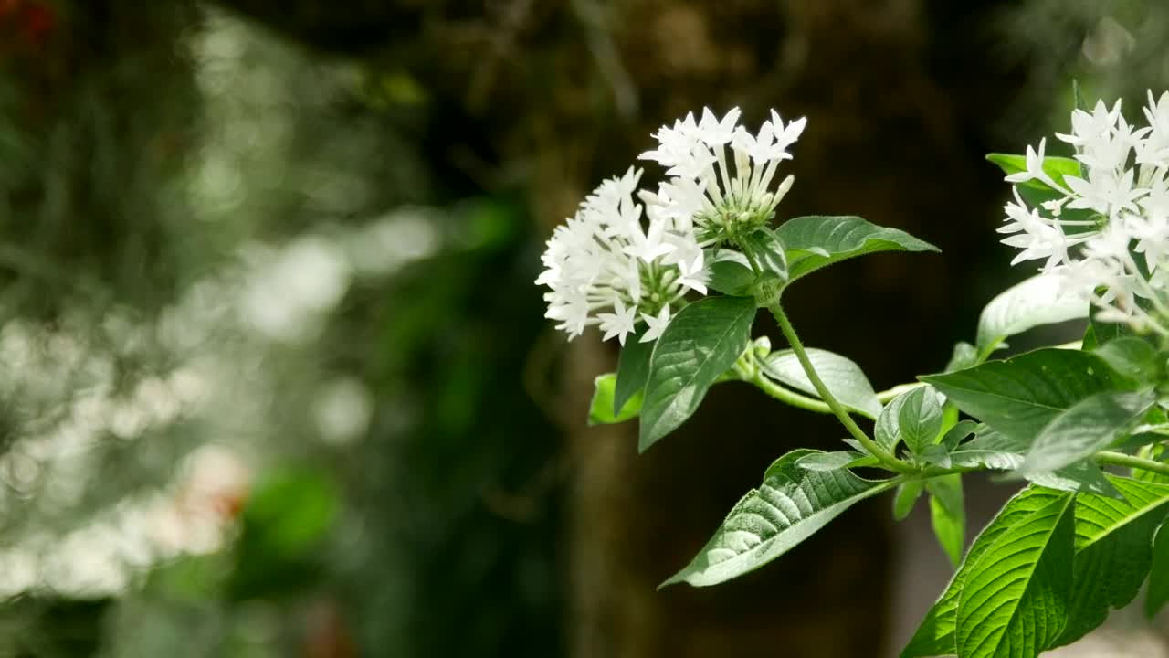 Free Stock Video White Flowers In A Garden With Butterflies Live Wallpaper - Free Download
