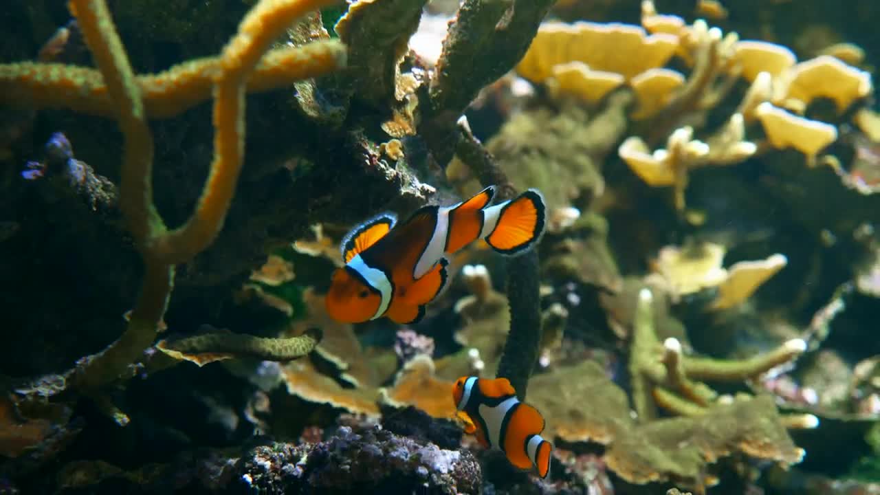 Stock Video Clown Fish At A Coral Live Wallpaper For PC - Free Download
