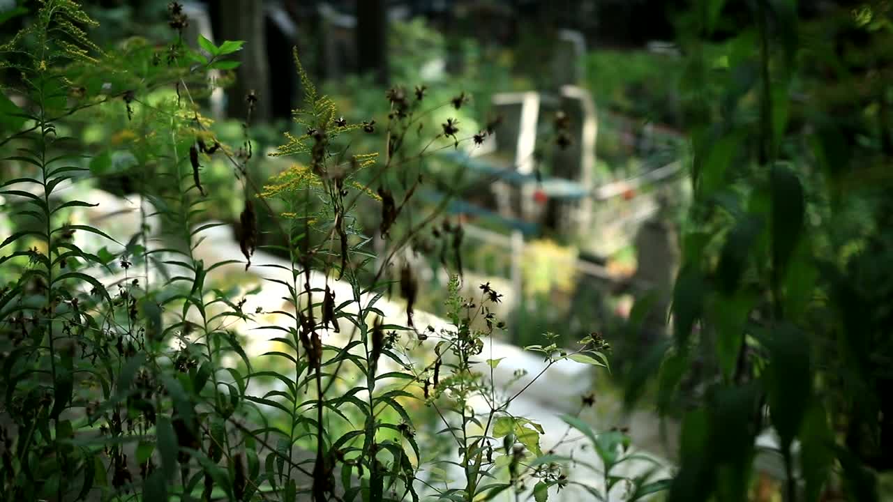 Stock Video Marble Crosses At A Churchyar Animated Wallpaper - Free Download