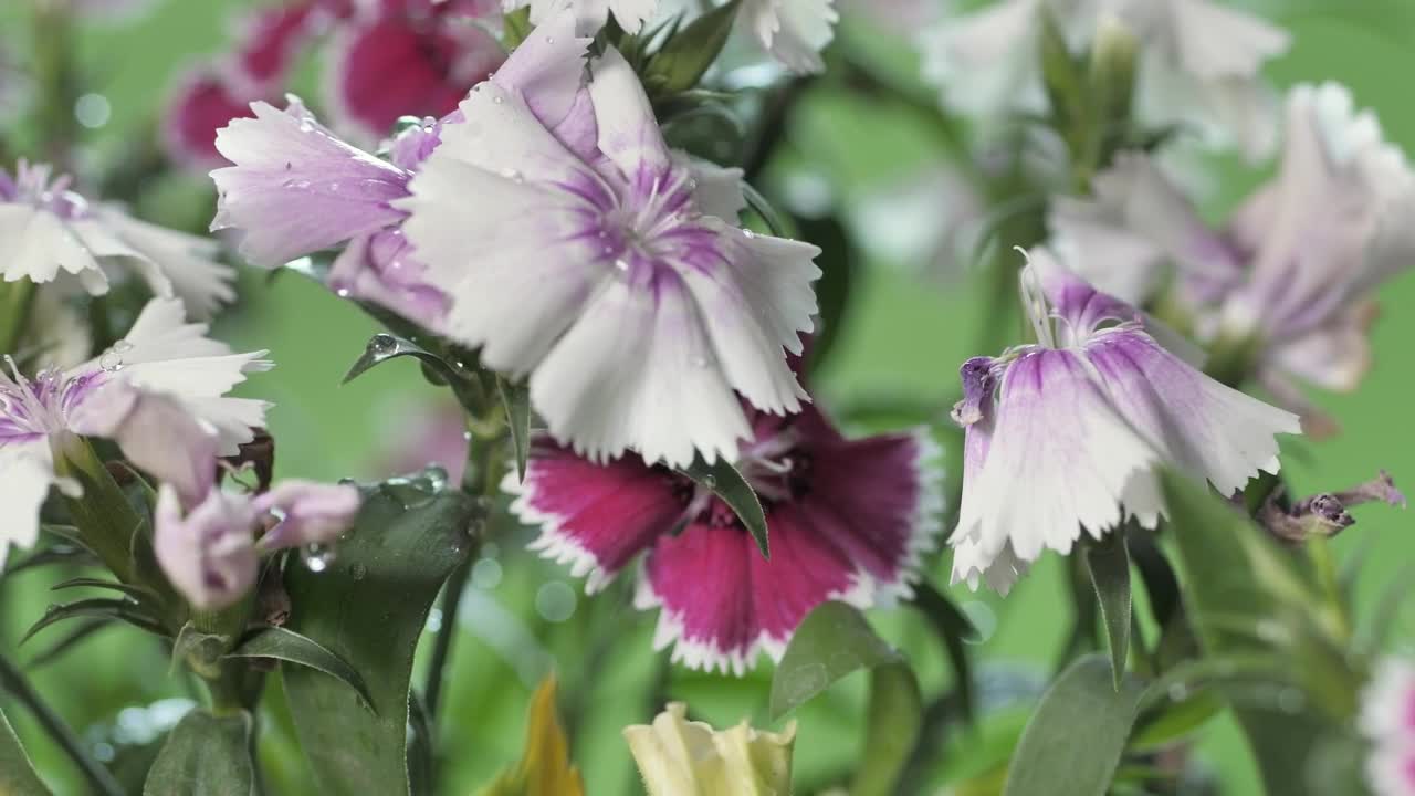 Stock Video Freshly Watered Lilac Flowers Live Wallpaper For PC - Free Download