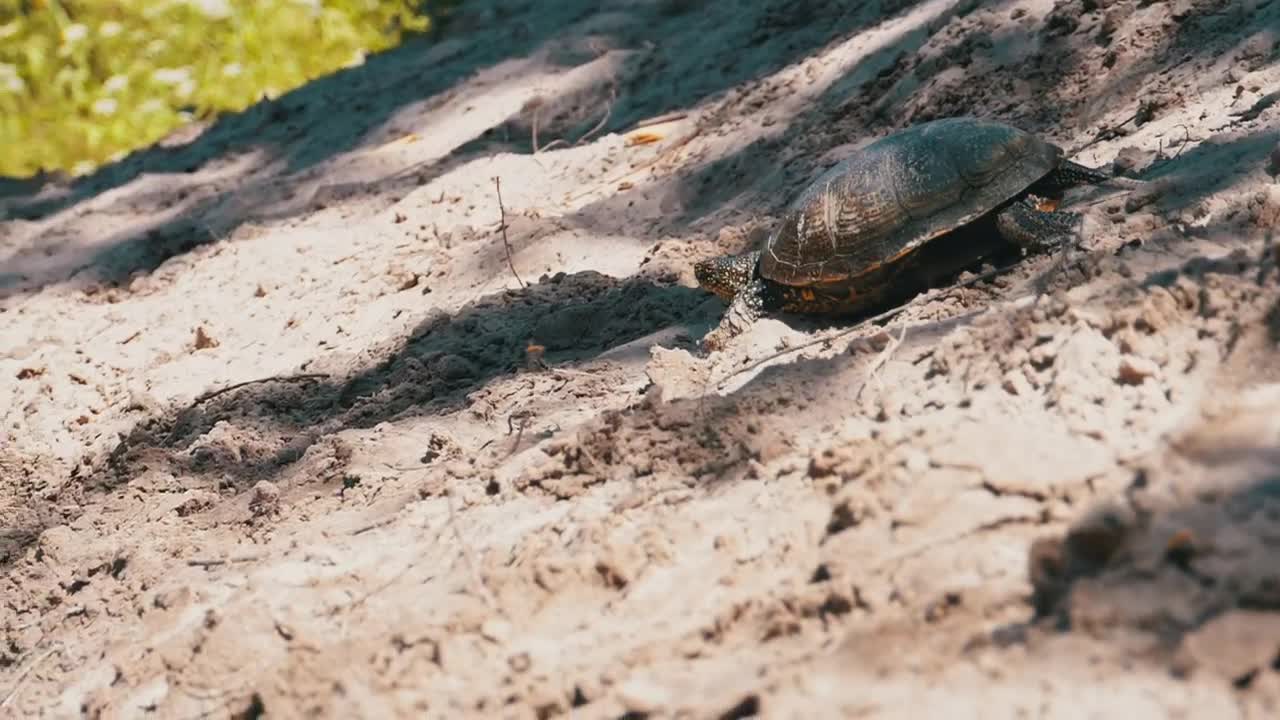Free Stock Video Turtle Coming To A Pond To Swim Live Wallpaper - Free Download