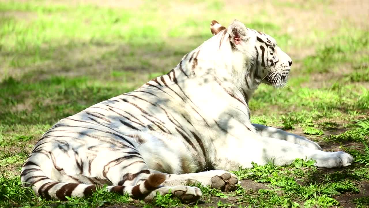 Stock Footage White Tiger And Her Cub Resting On The Grass Live Wallpaper - Free Download