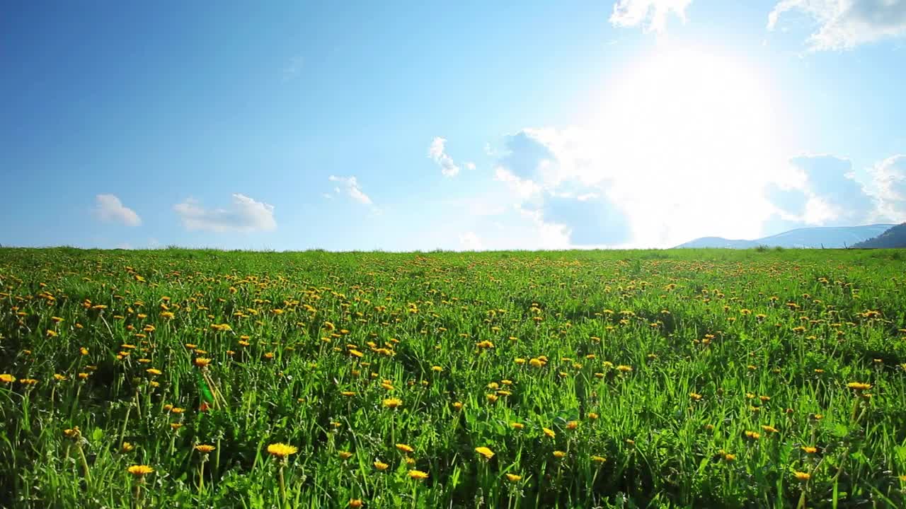 Free Video Stock Static Shot Of A Field Full Of Sunflowers Live Wallpaper - Free Download