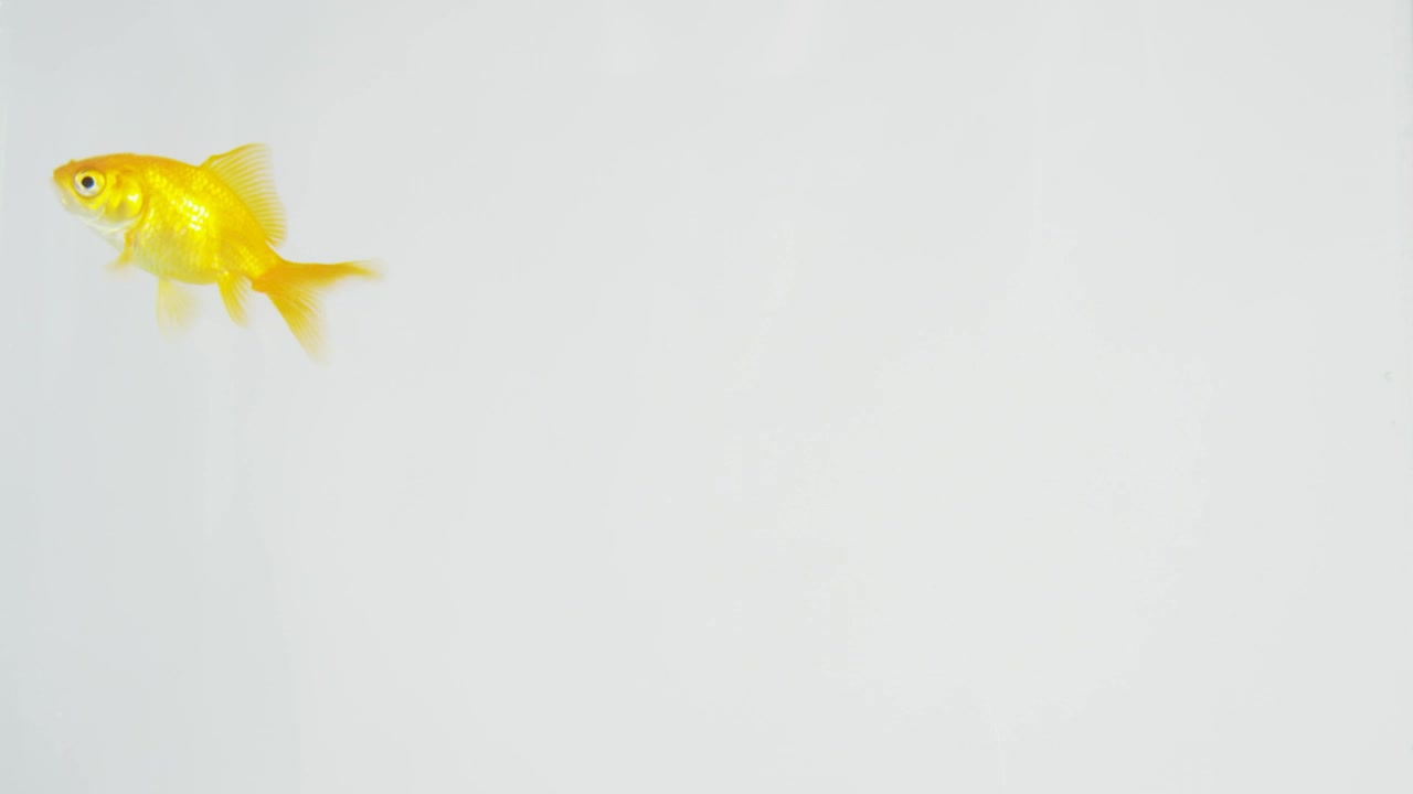 Stock Video Goldfish Swimming On A White Background Live Wallpaper For PC - Free Download