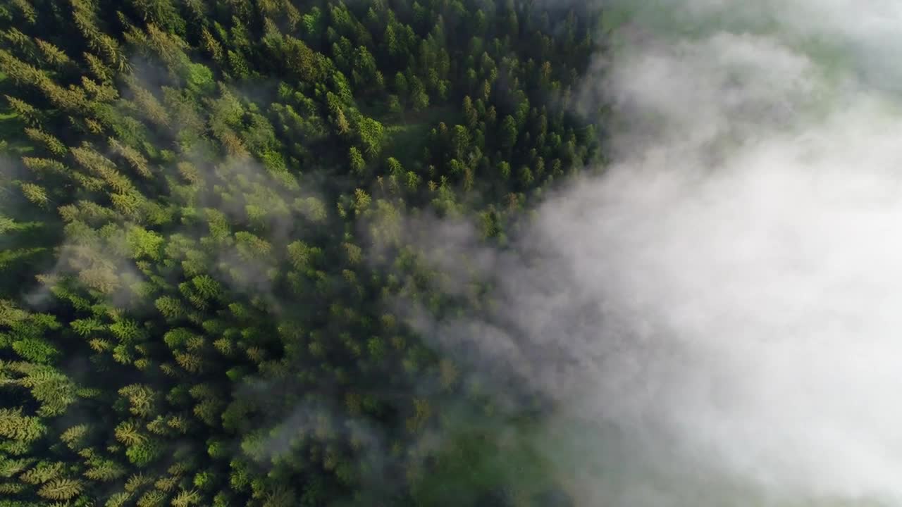 Stock Video Foggy Pine Forest Top Aerial Shot Live Wallpaper For PC - Free Download