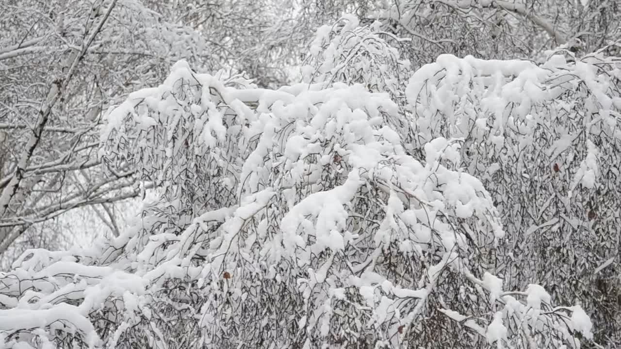 Stock Video Deep Snow Covering Trees Live Wallpaper For PC - Free Download