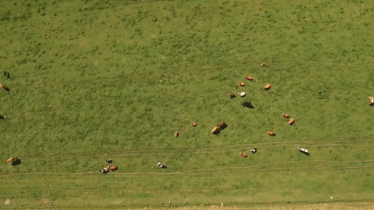 Stock Video Cows Roaming Around A Farm Live Wallpaper For PC - Free Download