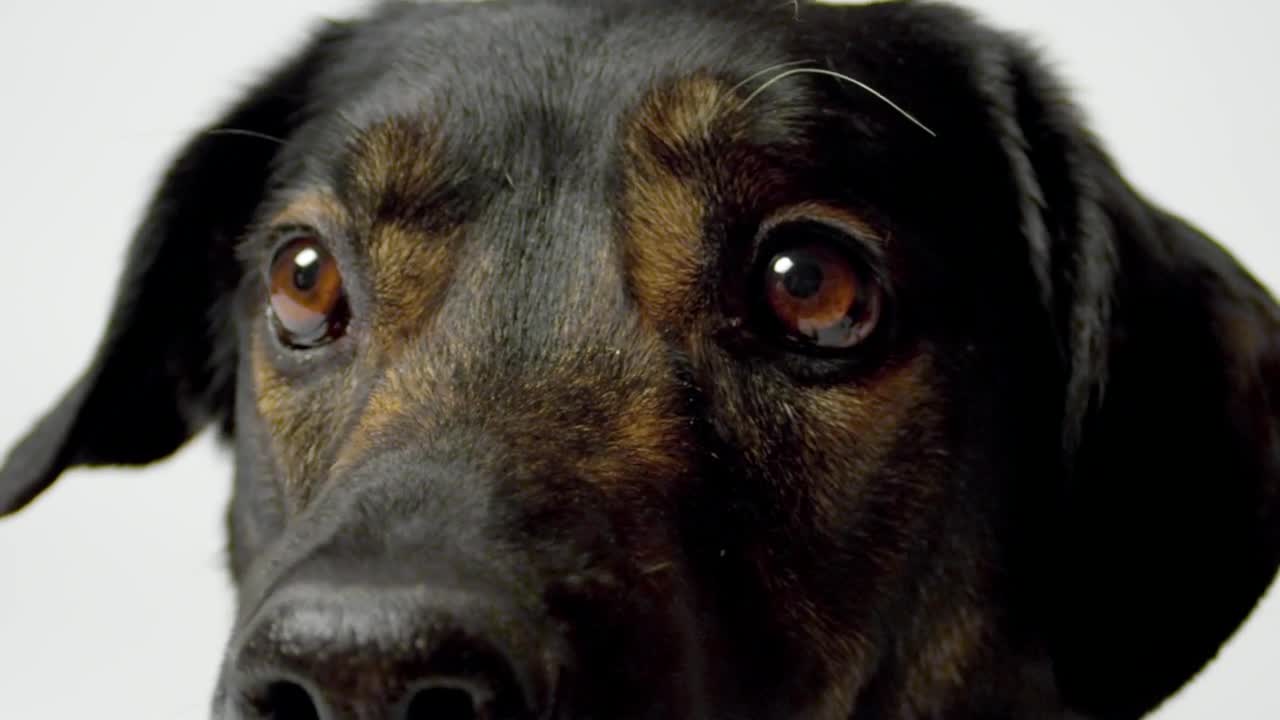 Stock Video Dog Looking Past The Camera Live Wallpaper For PC - Free Download