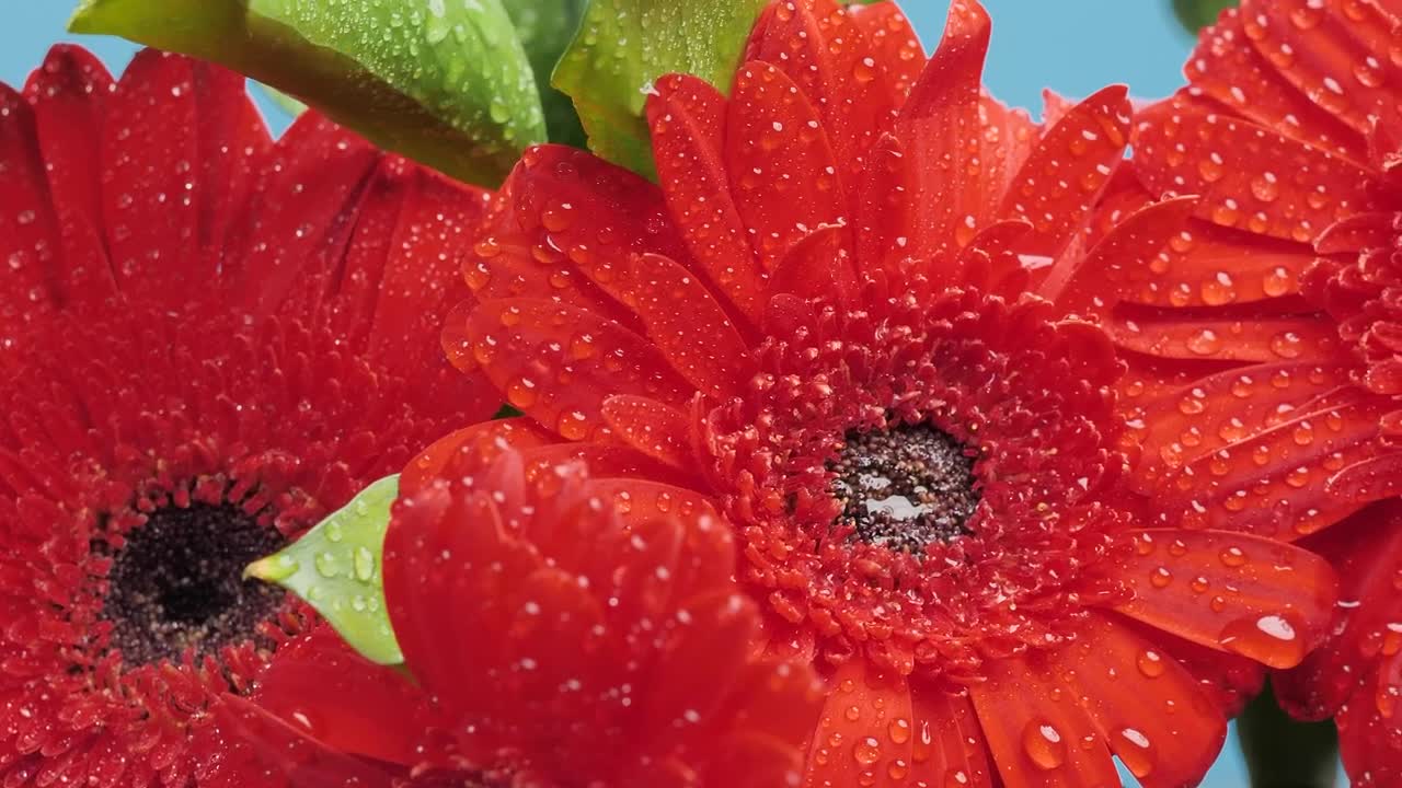 Stock Video Beautiful Wet Flowers In A Macro Shot Live Wallpaper For PC - Free Download