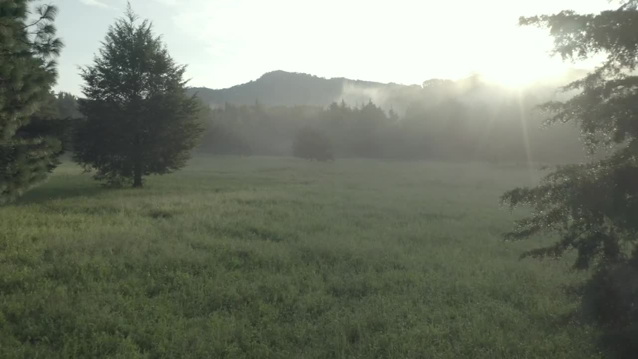 Free Stock Video Tree At The Center Of A Meadow In A Cloud Live Wallpaper - Free Download