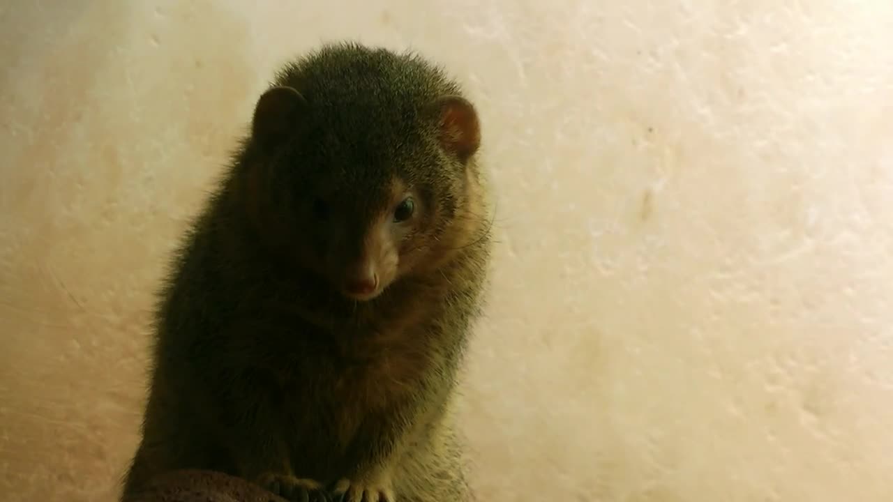 Stock Video Furry Animal Looking Around Live Wallpaper For PC - Free Download