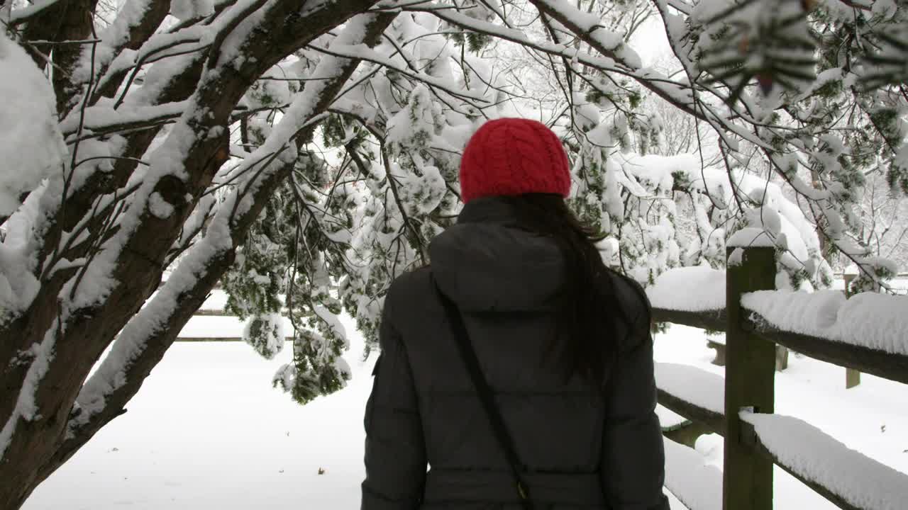 Stock Footage Walking Under Snow Covered Trees Live Wallpaper - Free Download
