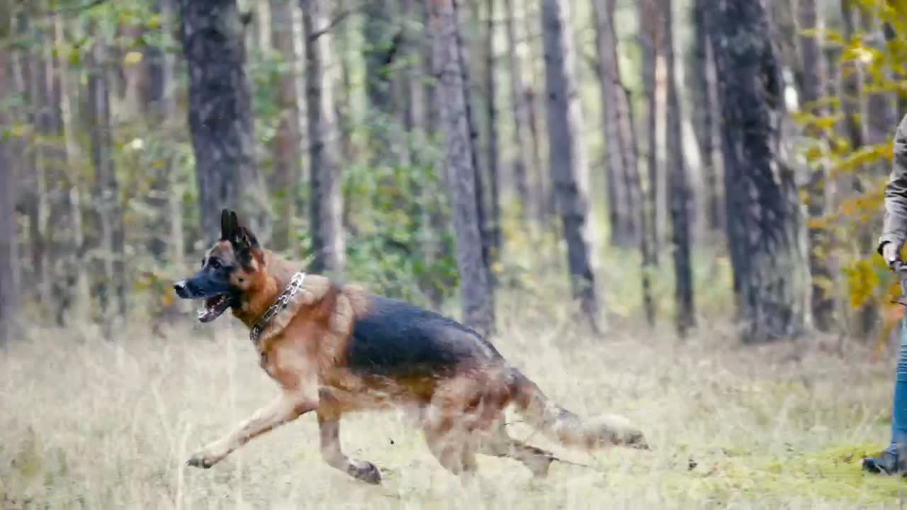 Free Stock Video Woman Throwing A Stick At Her Dog In The Woods Live Wallpaper - Free Download