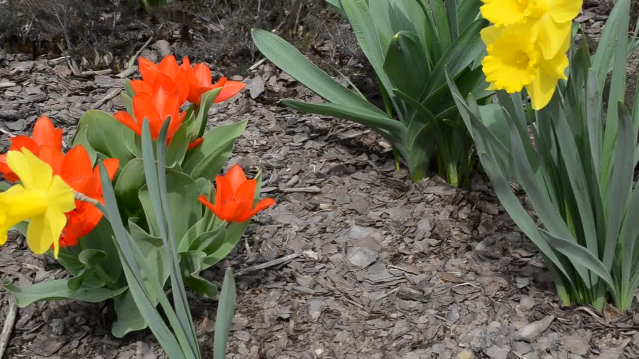 Video Stock Public Garden By A Road Live Wallpaper Free - Free Download