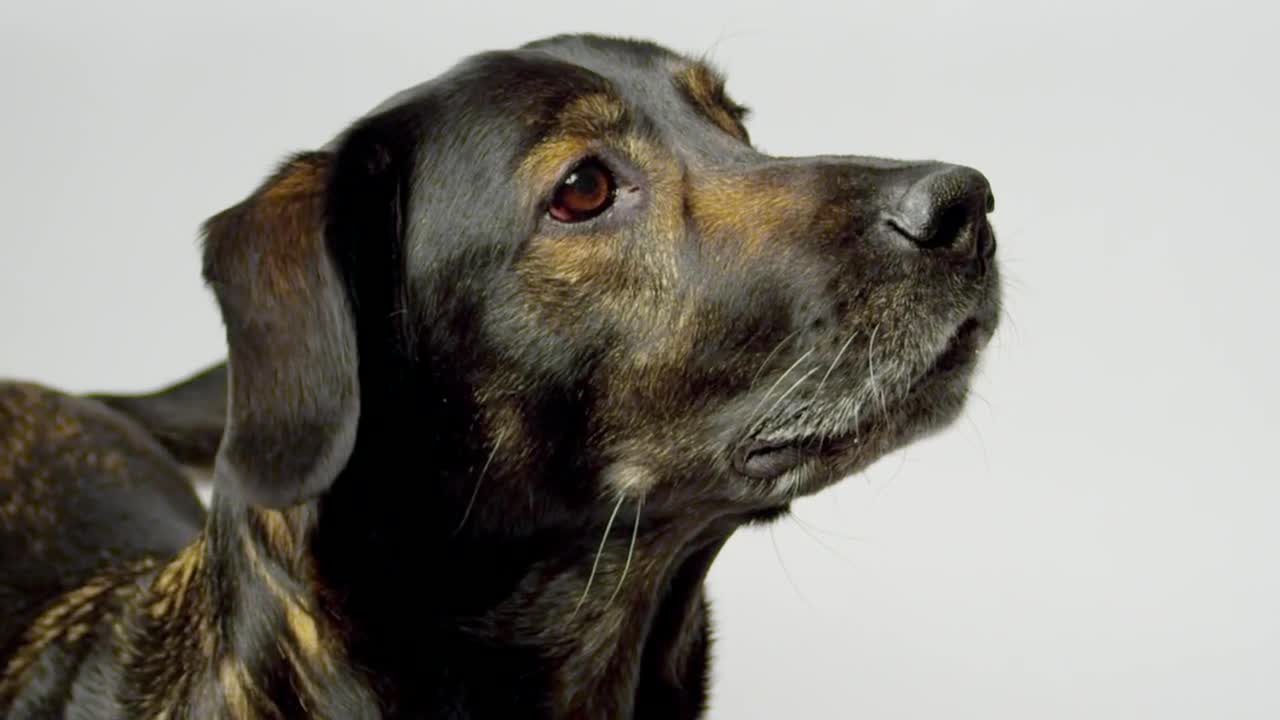 Stock Video Dog Looking At Something Live Wallpaper For PC - Free Download