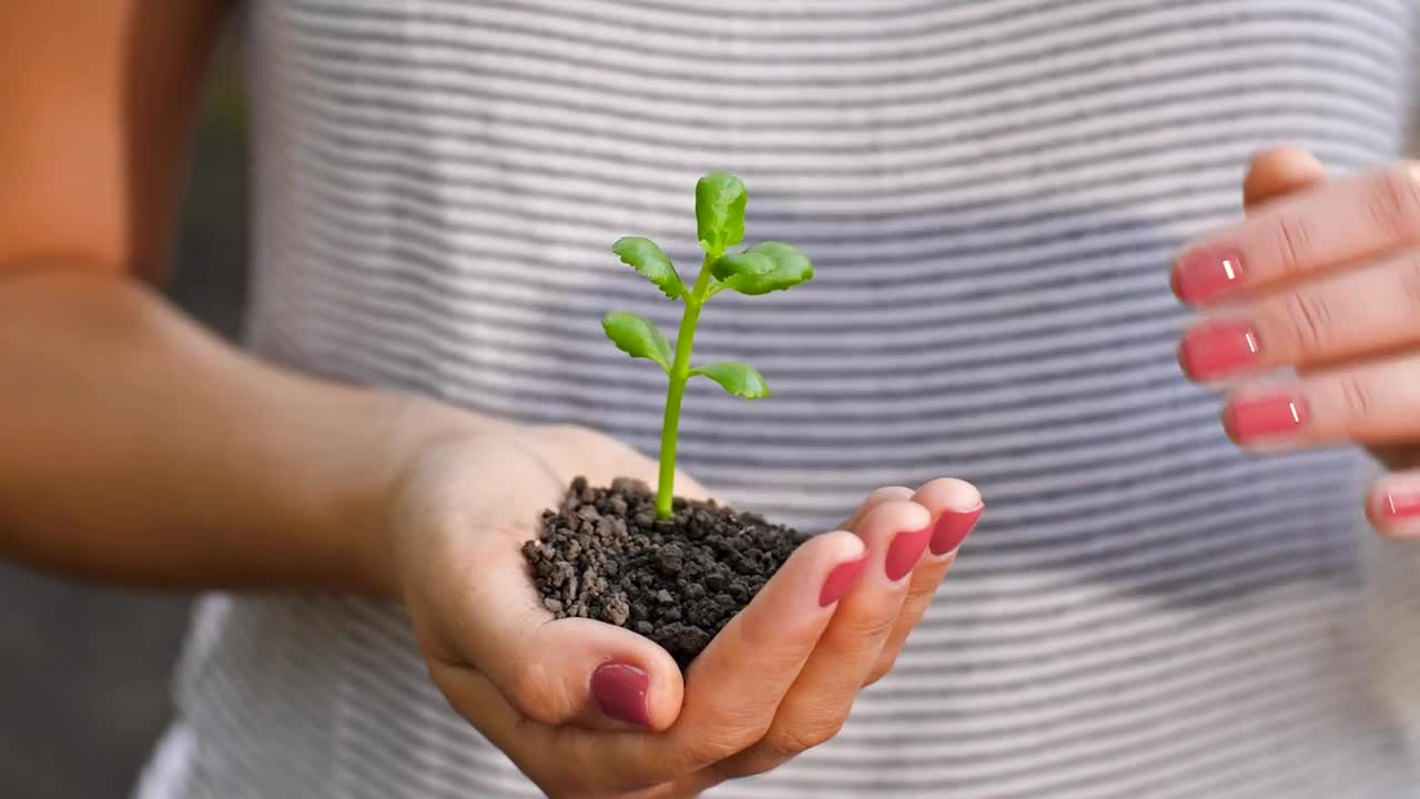 Free Stock Video Womans Hands Covering A Small Plant Live Wallpaper - Free Download
