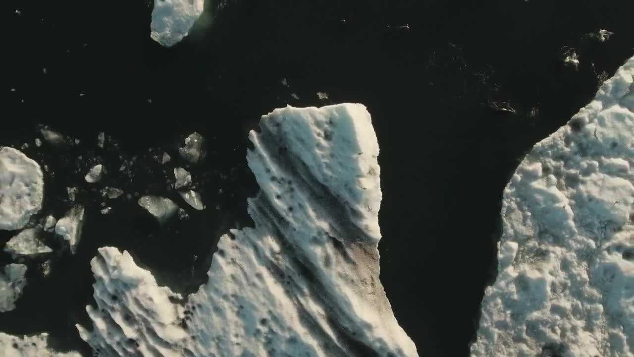 Free Stock Video Seals Swimming In A Bay Live Wallpaper - Free Download