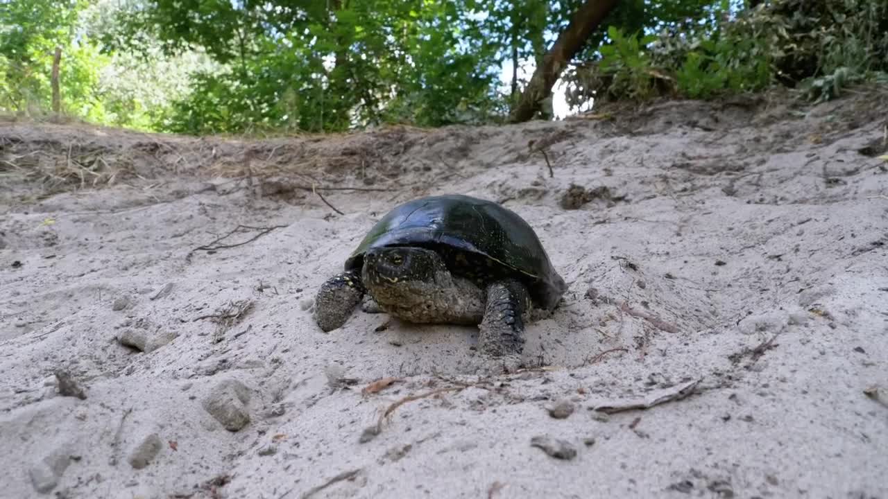 Free Stock Video Turtle Walks On The Sand Of A Beach Live Wallpaper - Free Download