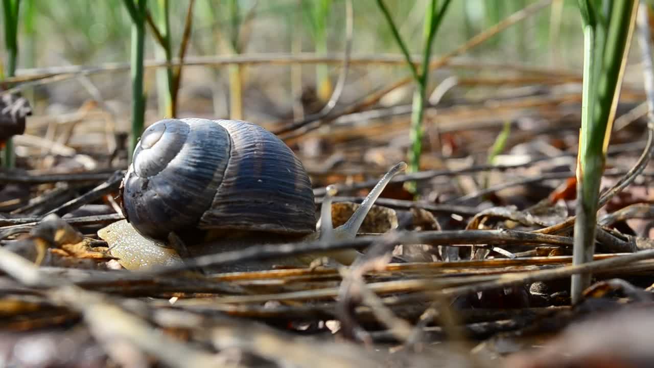 Free Video Stock Snail Moving Through A Garden Live Wallpaper - Free Download