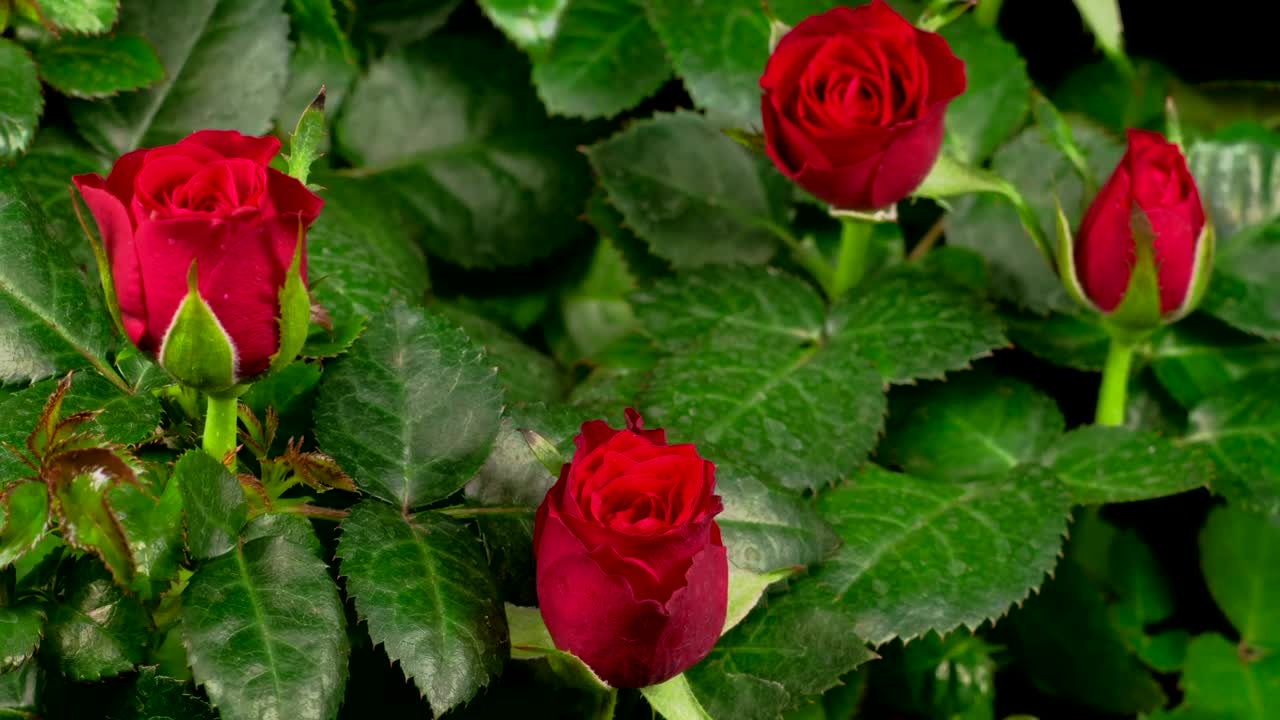 Video Stock Red Roses Bush Blossoms Live Wallpaper Free - Free Download