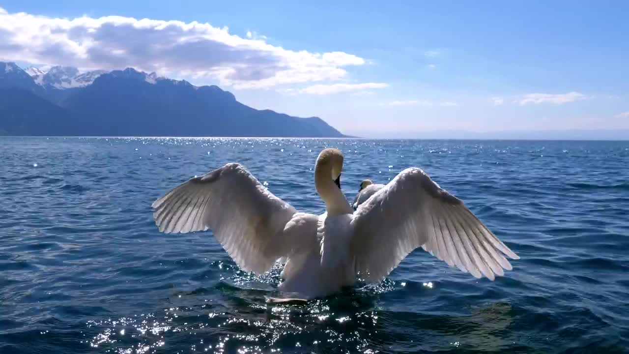 Stock Video Couple Of Swans Swimming In The Lake Live Wallpaper For PC - Free Download