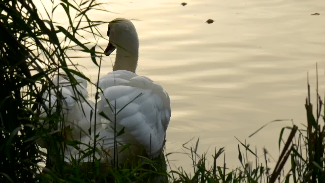 Free Video Stock swan swimming near the bank of a river Live Wallpaper - Free Download