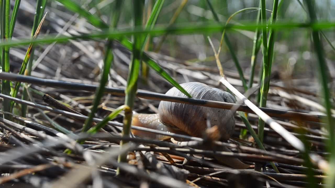 Free Video Stock Snail Moving Through Grass Live Wallpaper - Free Download