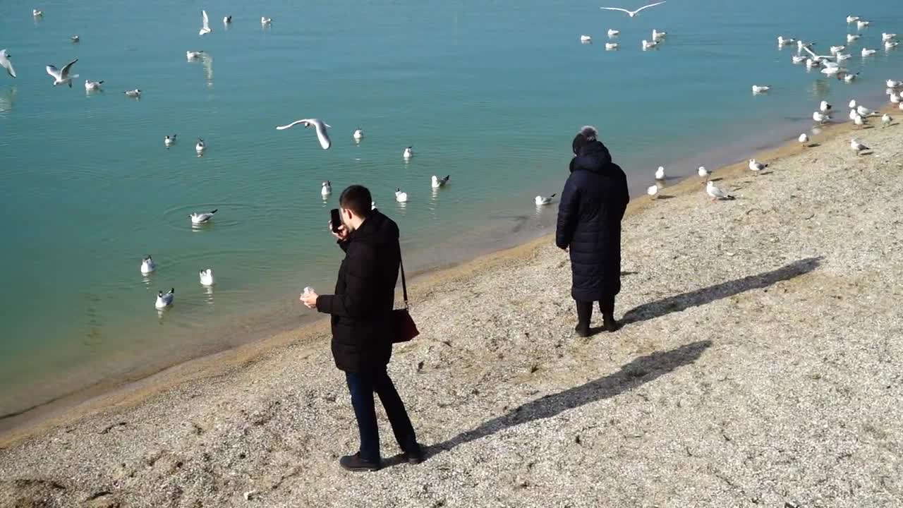 Free Video Stock tourists taking photos of seagulls Live Wallpaper - Free Download