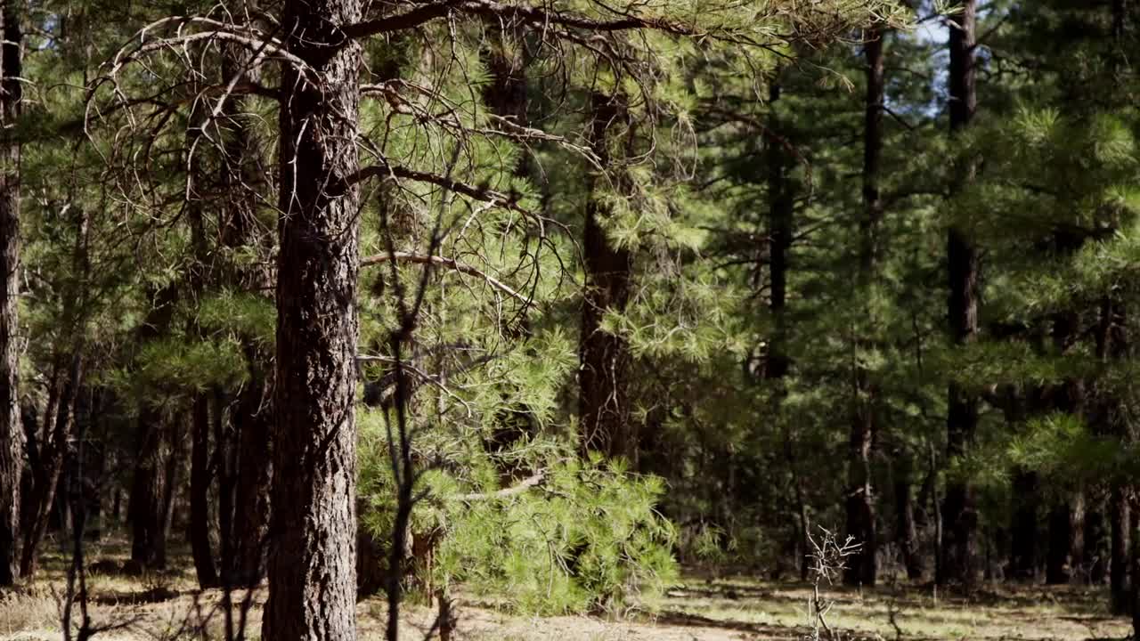 Stock Video Forest With Abundant Trees Live Wallpaper For PC - Free Download