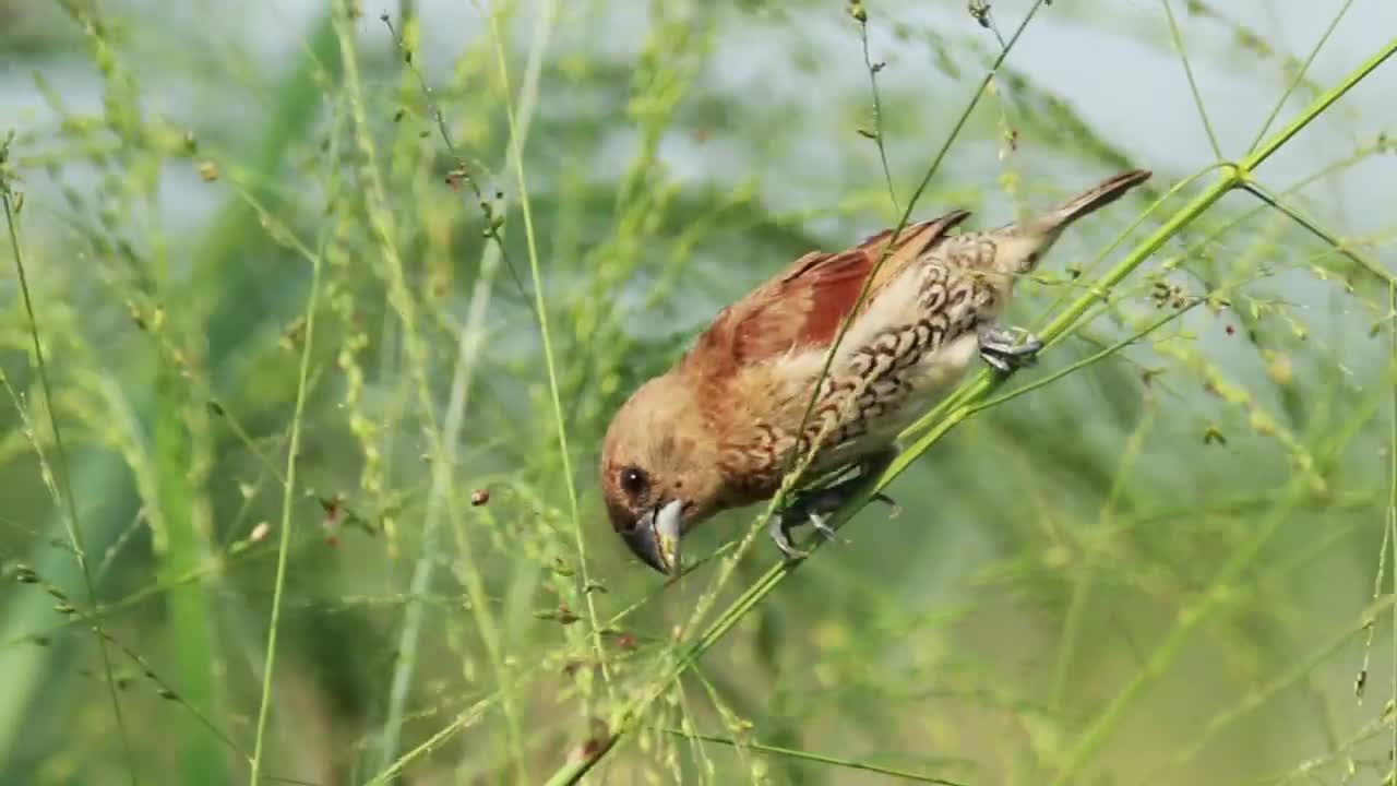 Stock Video Bird Eating Insects On A Branch Live Wallpaper For PC - Free Download
