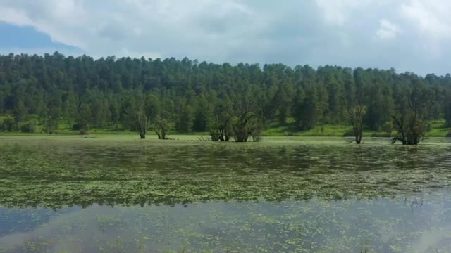 Free Video Stock touring a lake in the middle of a large pine Live Wallpaper - Free Download
