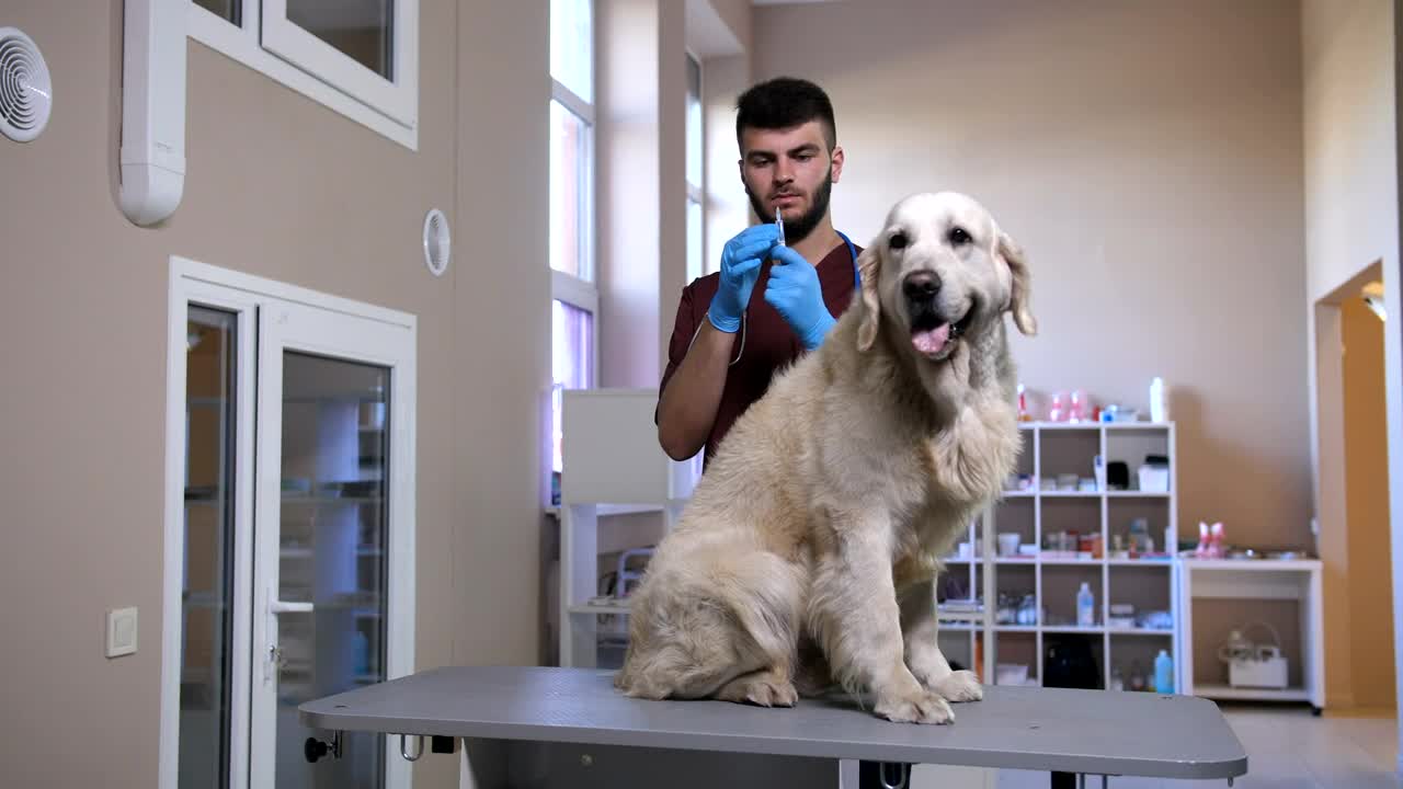 Stock Video Dog Having An Injection Live Wallpaper For PC - Free Download