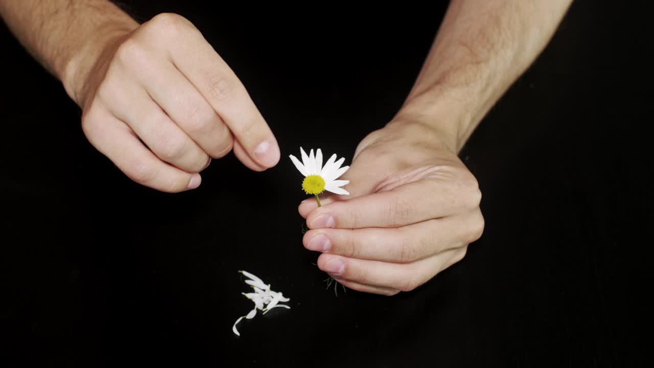 Video Stock Pulling Petals From A Daisy Live Wallpaper Free - Free Download