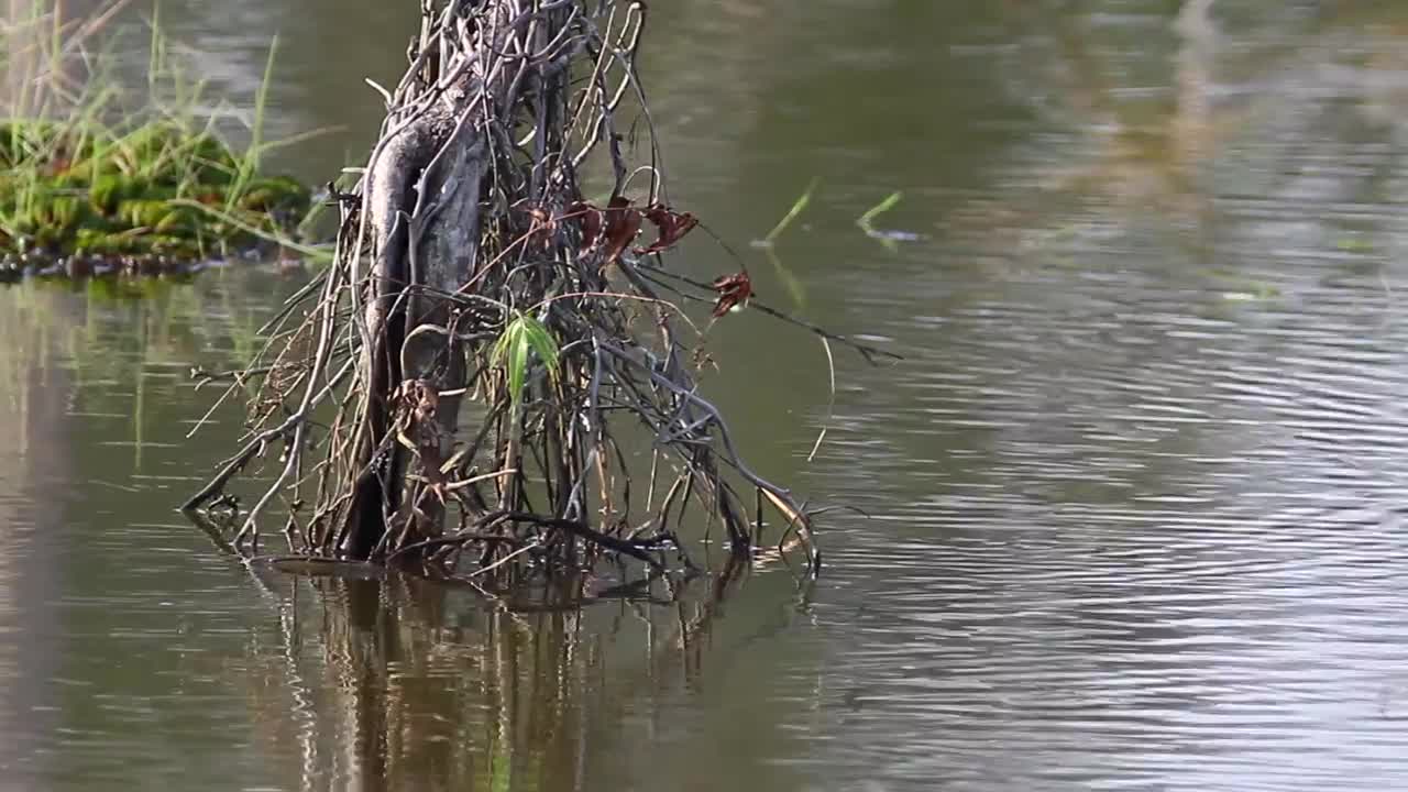 Free Video Stock swamp water ripples Live Wallpaper - Free Download