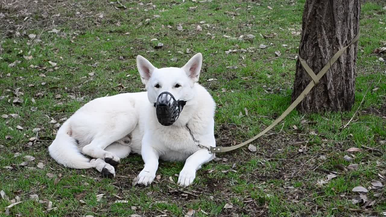 Stock Video Dog Tied On A Leash To A Tree Live Wallpaper For PC - Free Download