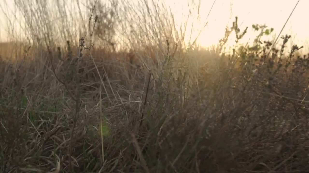 Stock Video Lake In A Savanna At Sunset Animated Wallpaper - Free Download